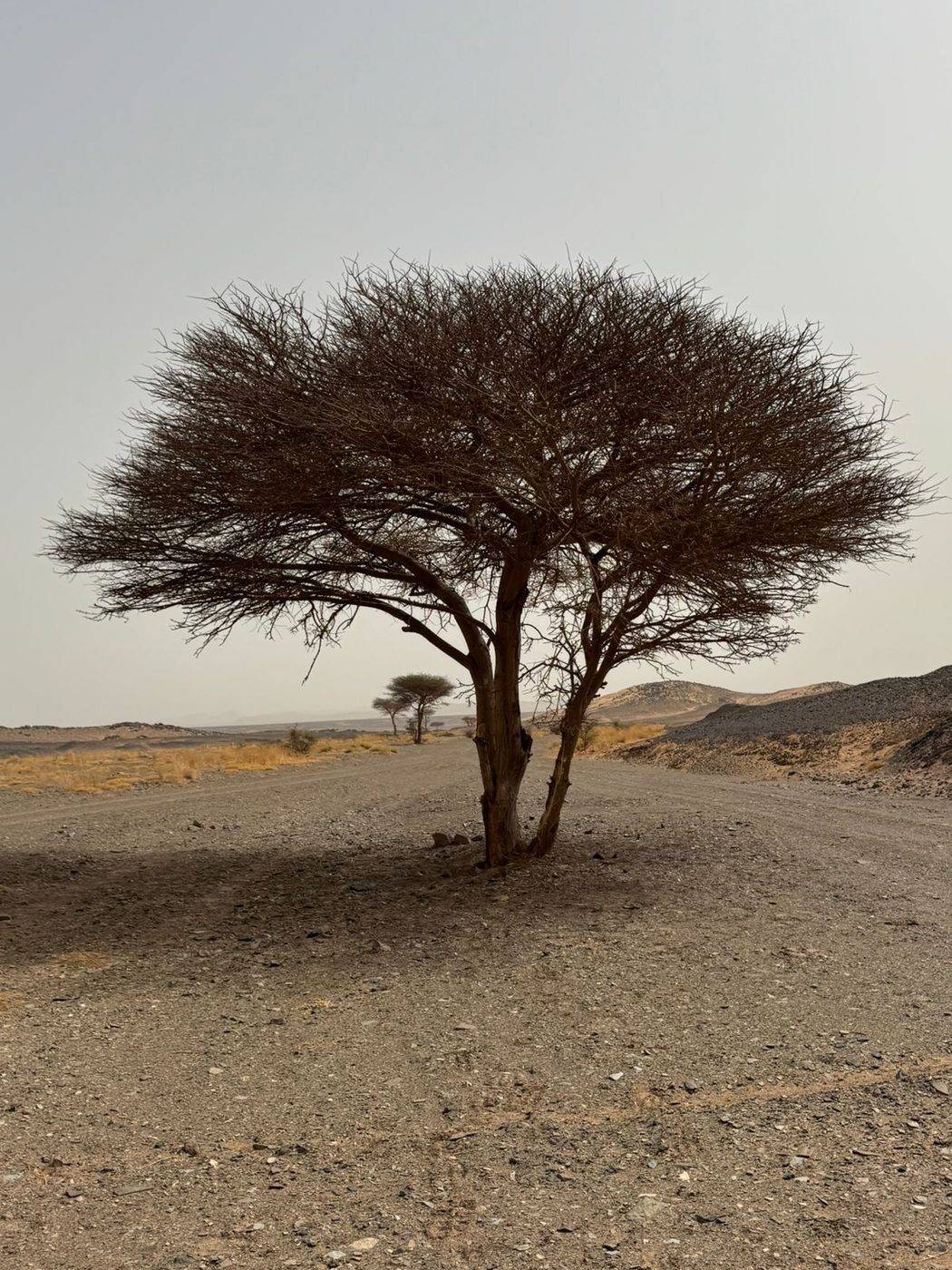 Acacia tree in the desert