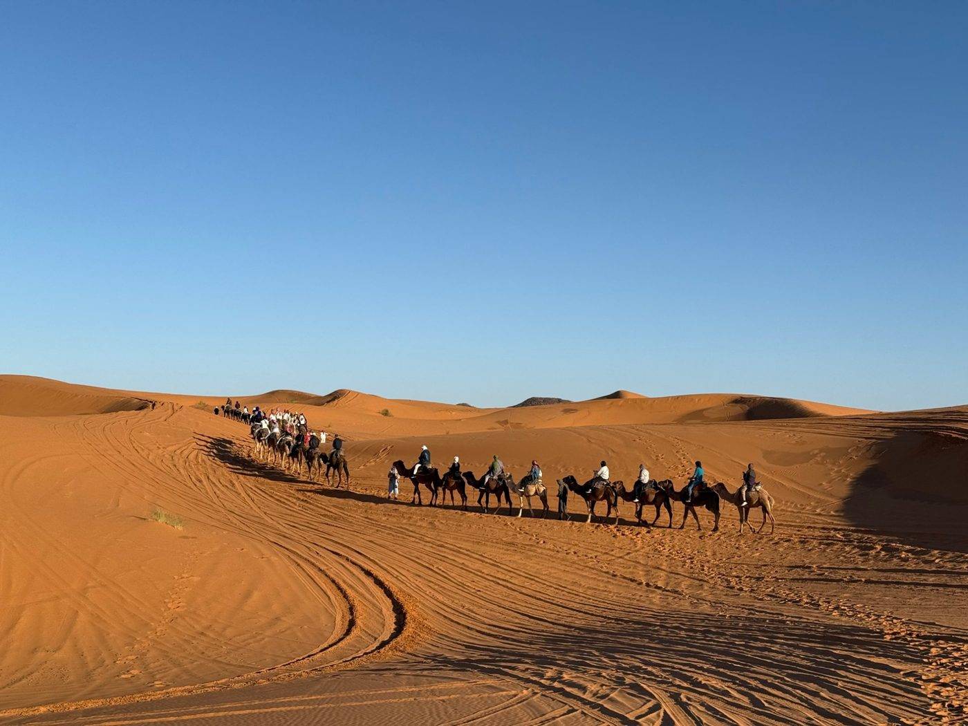 Camel caravan in the dunes
