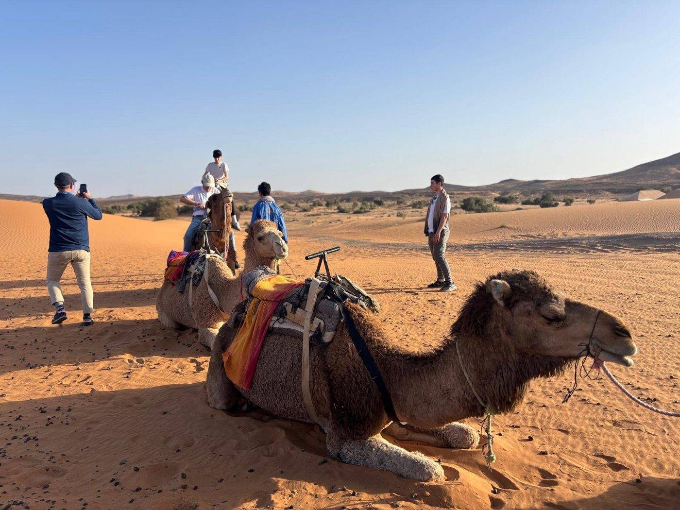 Camels ready for the ride